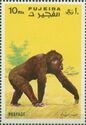 Chimpanzee