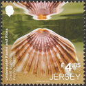 Great Scallop (Pecten maximus)