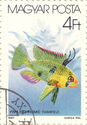 Ram Cichlid (Papiliochromis ramirezi)