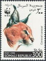 WWF Caracal (Caracal caracal)