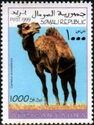 Dromedary (Camelus dromedarius)