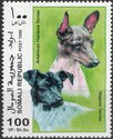 American Hairless Terrier and Nippon Terrier