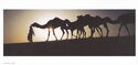 Camel Train - Dubai
