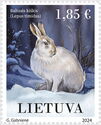 White Hare (Lepus timidus)