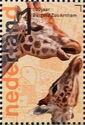 Rothschild Giraffe (Giraffa camelopardalis rothschildi)