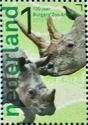 White Rhinoceros (Ceratotherium simum)