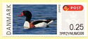 Shelduck (Tadorna tadorna)