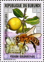 Mellifera scutellata & Psidium guajava (Fruit)