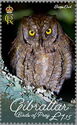 Scops Owl (Otus sp.)