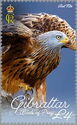 Red Kite (Milvus milvus)