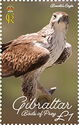 Bonelli's Eagle (Aquila fasciata)