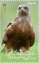 Black Kite (Milvus migrans)