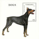Doberman Pinscher (Canis lupus familiaris)