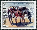 Plains Zebra (Equus burchelli antiquorum)