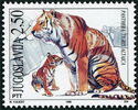 Siberian Tiger (Panthera tigris altaica)