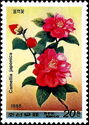 Camellia japonica
