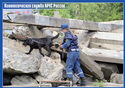 Dog service of the Ministry of Emergency Situations of Russia