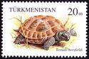 Horsfield's Tortoise (Testudo horsfieldii)