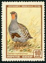 Grey Partridge (Perdix perdix)