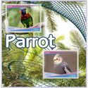 Fauna Parrots