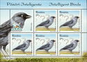 European Jackdaw (Corvus monedula)