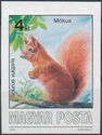Eurasian Red Squirrel (Sciurus vulgaris)