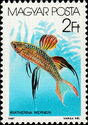 Threadfin Rainbowfish (Iriatherina werneri)