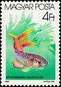 Two-striped Killifish (Aphyosemion multicolor)