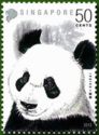 Giant Panda (Ailuropoda melanoleuca)