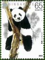 Giant Panda (Ailuropoda melanoleuca)