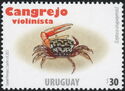 Uruguayan Fiddler Crab (Leptuca uruguayensis)