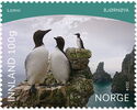 Common Murre (Uria aalge)