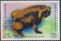 Bale Mountains Tree Frog (Balebreviceps hillmani)