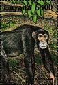 Chimpanzee (Pan Troglodytes)