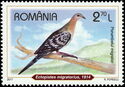 Passenger Pigeon (Ectopistes migratorius)