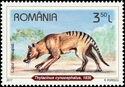 Tasmanian Tiger (Thylacinus cynocephalus)