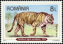 Javan Tiger (Panthera tigris sondaica)