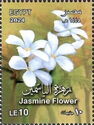 Jasmine