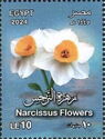 Narcissus