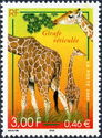 Reticulated Giraffe (Giraffa camelopardalis reticulata)