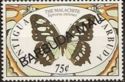 Malachite Butterfly (Siproeta stelenes) - Overprinted