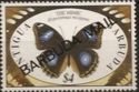 Danaid Eggfly (Hypolimnas misippus) - Overprinted