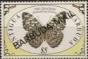 Variable Cracker (Hamadryas feronia) - Overprinted