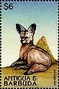 Bat-eared Fox (Otocyon megalotis)