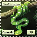 Emerald Tree Boa (Corallus caninus)