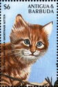 Red Tabby American Shorthair