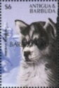 Siberian Husky - Overprinted