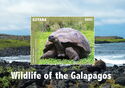 Galapagos Giant Tortoise (Geochelone elephantopus)