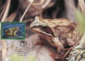 Caucasus Frog (Rana macrocnemis)