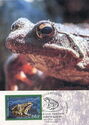 Caucasus Frog (Rana macrocnemis)